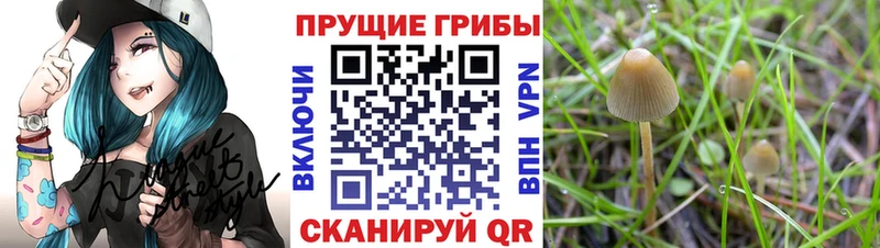 Псилоцибиновые грибы Magic Shrooms  Купить закладки  Малая Вишера 